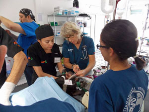 veterinary training in spay neuter surgery